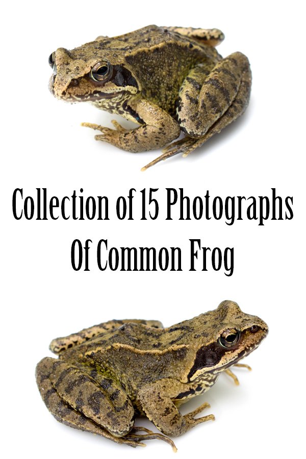 Common Garden Frog 15 Photographs in Different Angles JPG
