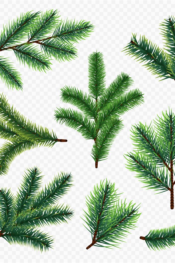 Vector fir tree branches isolated on transparent background