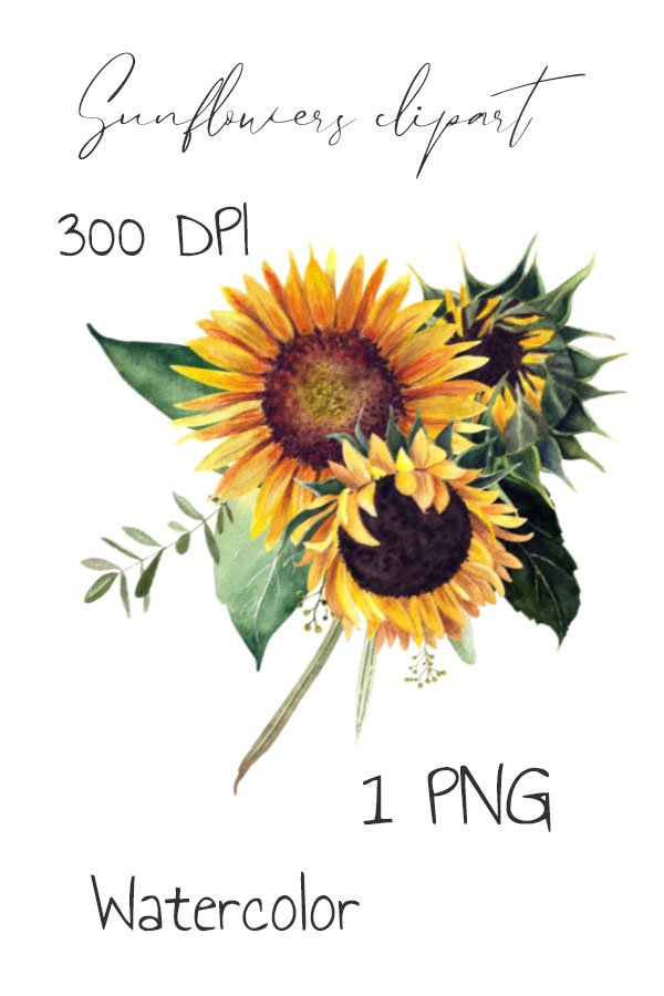 Watercolor sunflower clipart. Sublimation PNG (1768719)