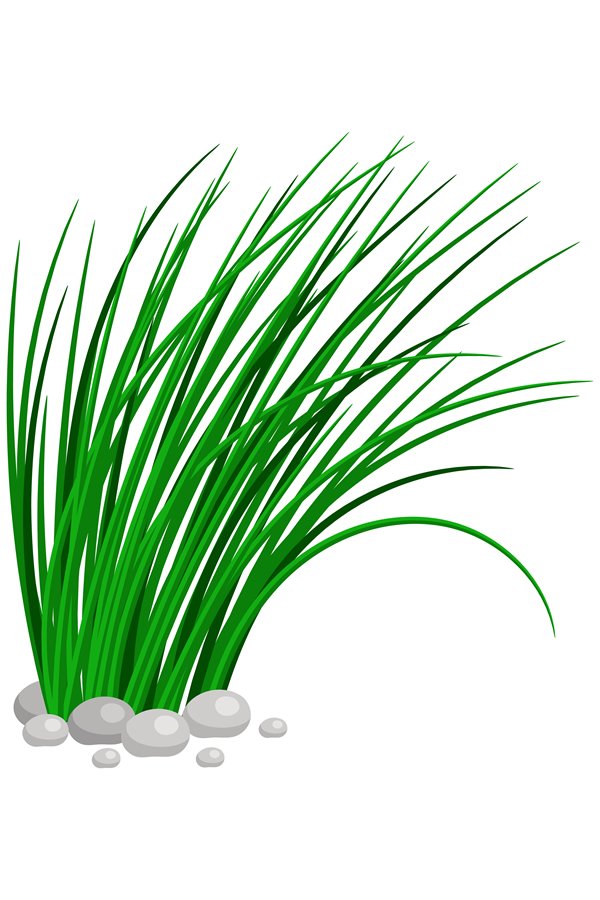 Bush of tall green grass