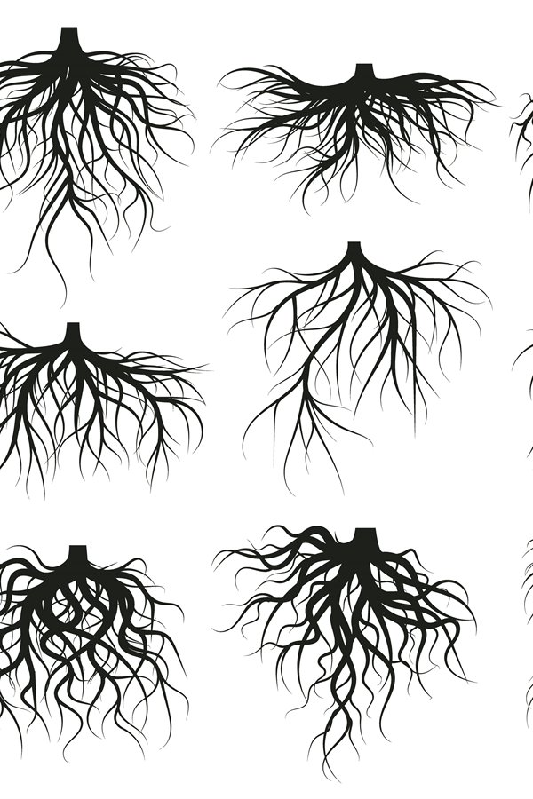 Tree root system, underground growing plants stems. Branched
