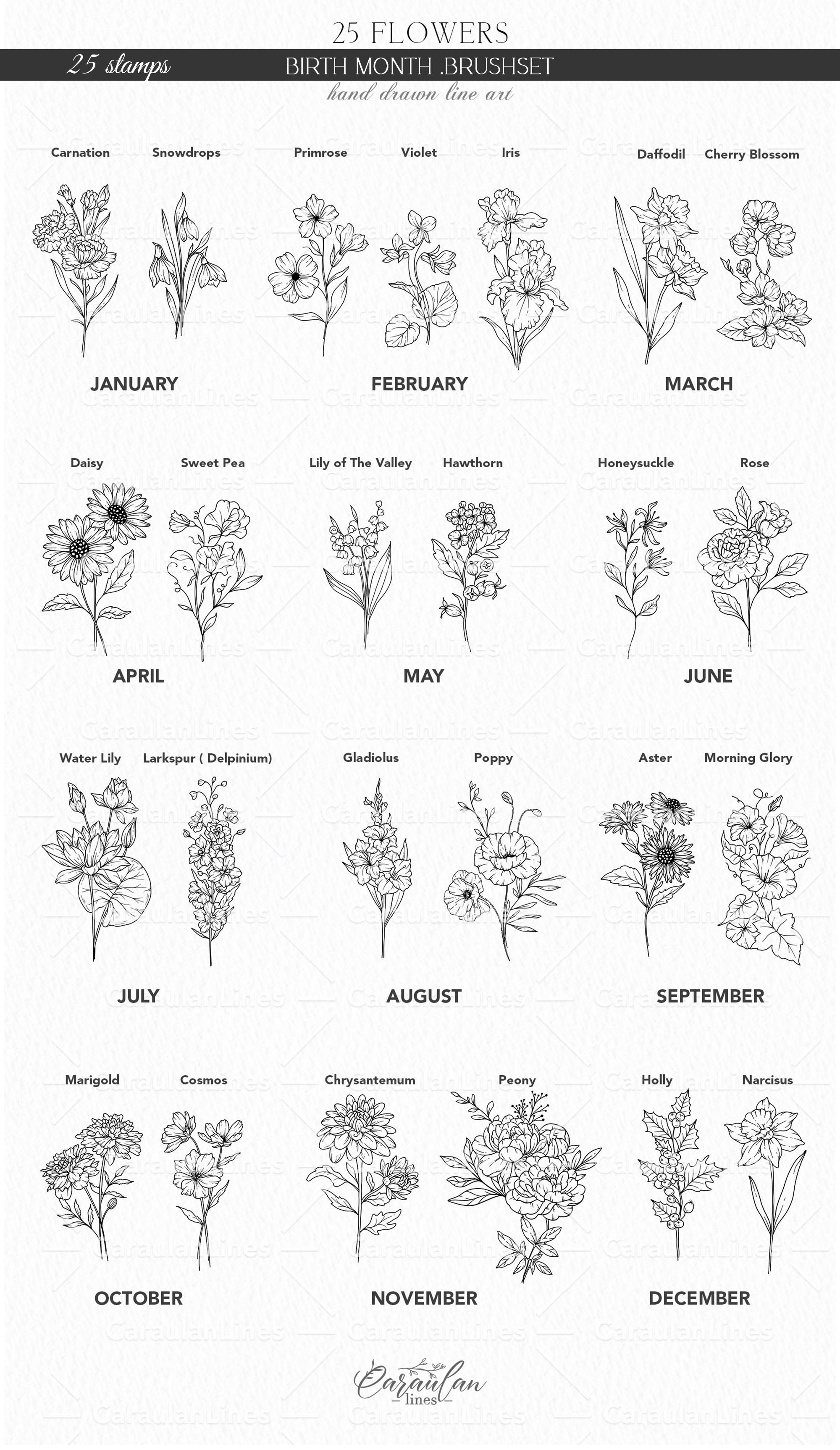 Birth Month Flowers Procreate Stamps