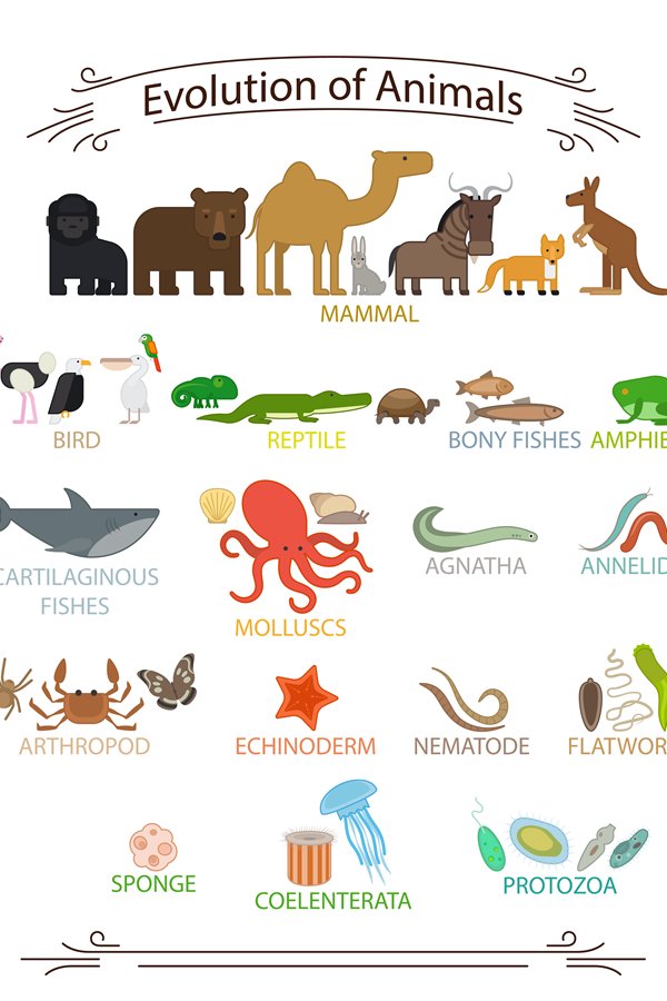 Biological evolution animals (835428)