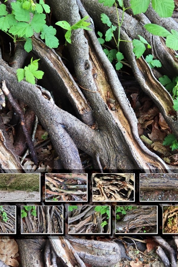 11x Beautiful forest ground textures with roots and old wood