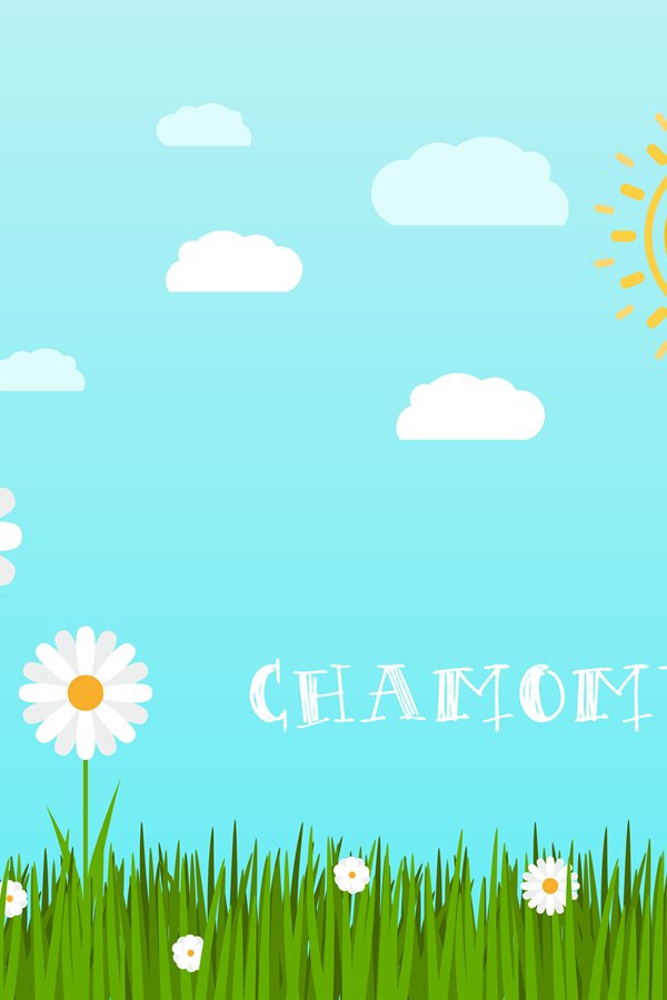 Spring green grass with chamomile landscape
