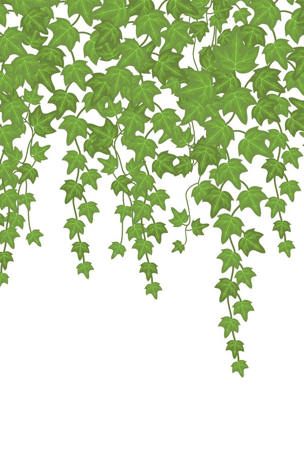 Green ivy wall climbing plant hanging from above. Garden dec