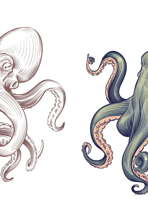 Octopus. Seafood sea animal squid with tentacles cartoon and