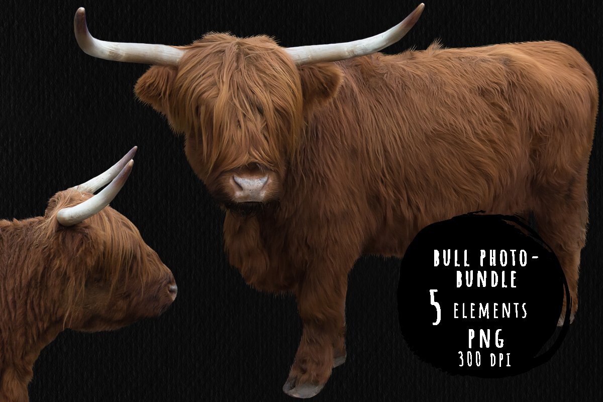 Furry bull photo- bundle
