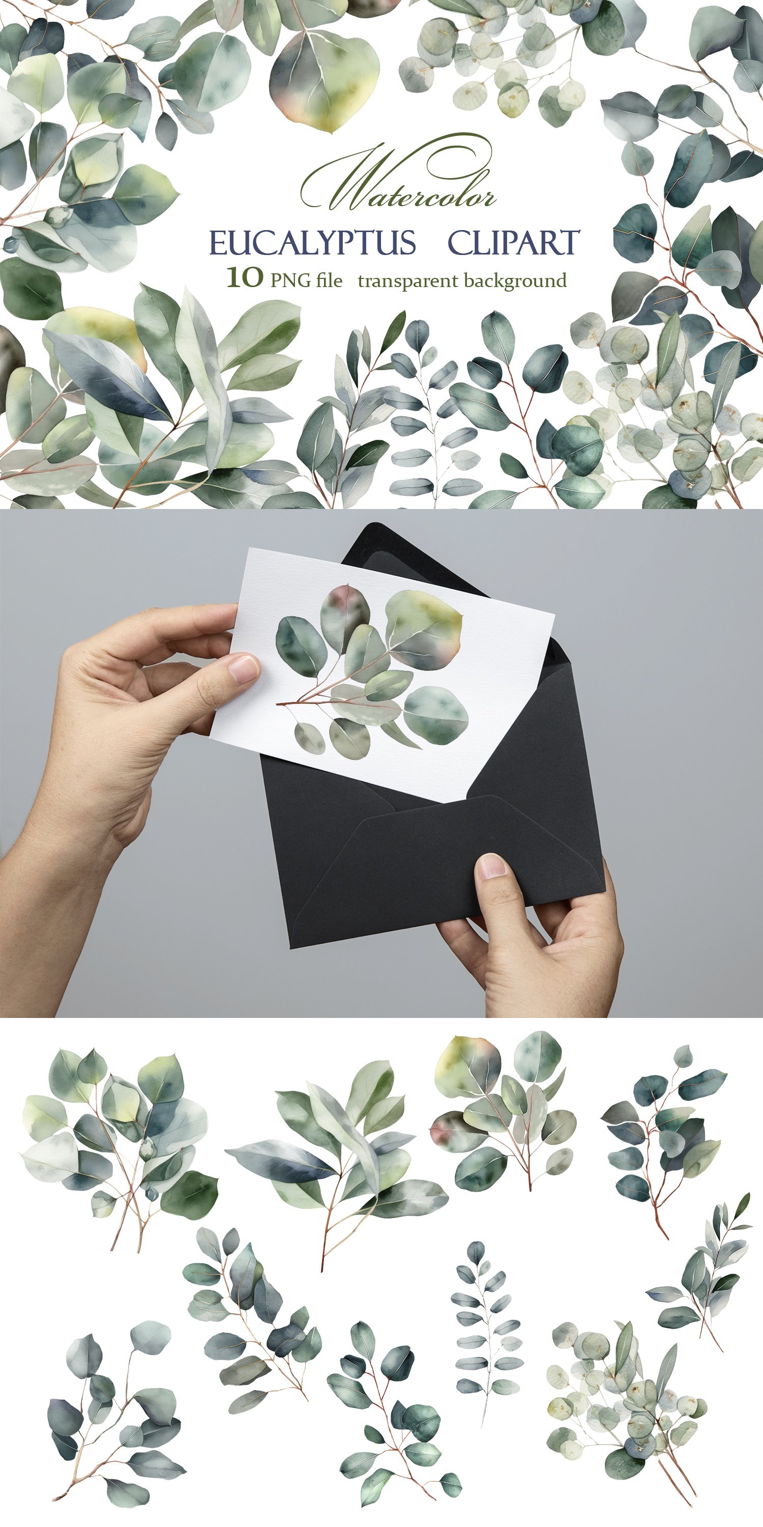 Eucalyptus watercolor leaves clipart