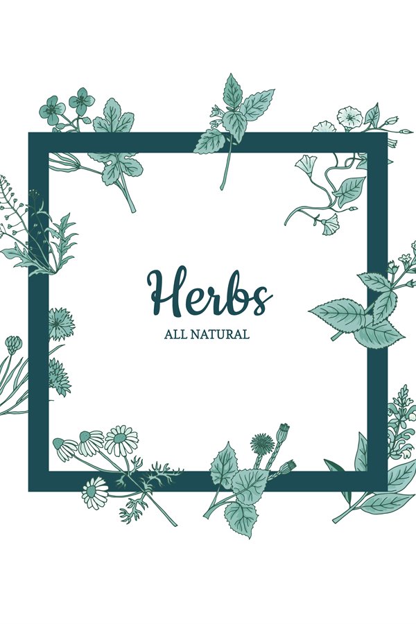 Vector hand drawn medical herbs frame illustration