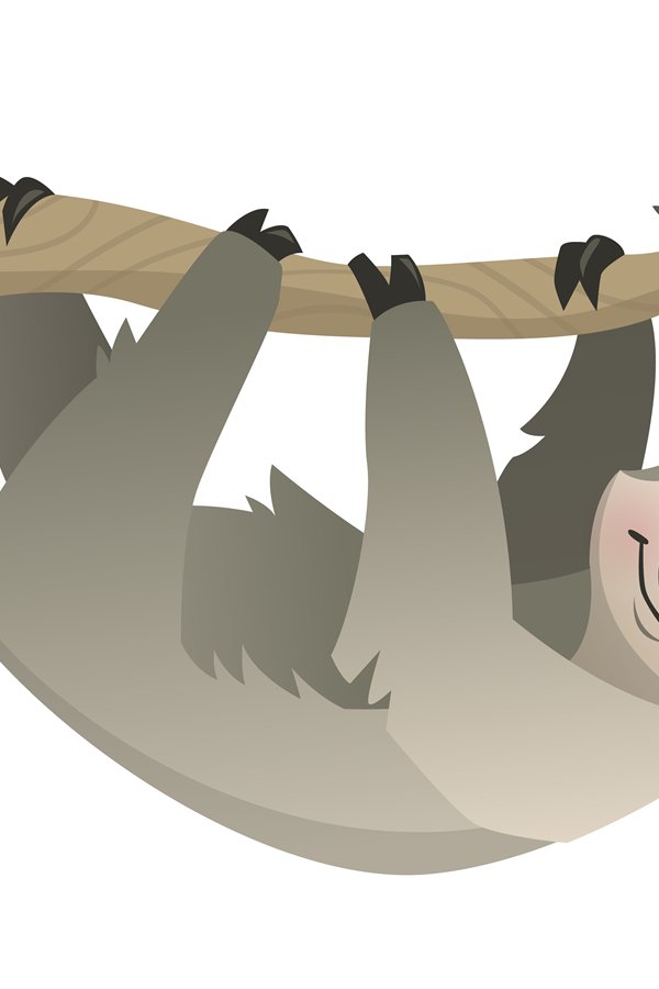 Sloth. Tropical jungle, circus or zoo animal, gray bear on b