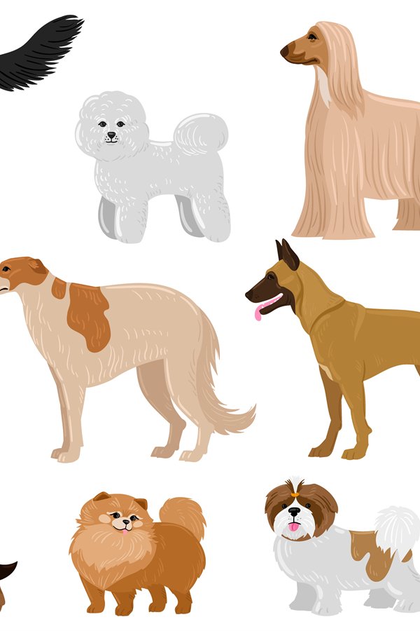 Cartoon puppy dogs breeds pets cute characters. Dachshund, s