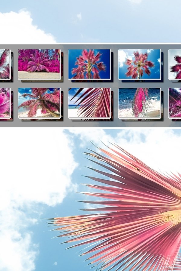 10x Beautiful pink infrared palm trees