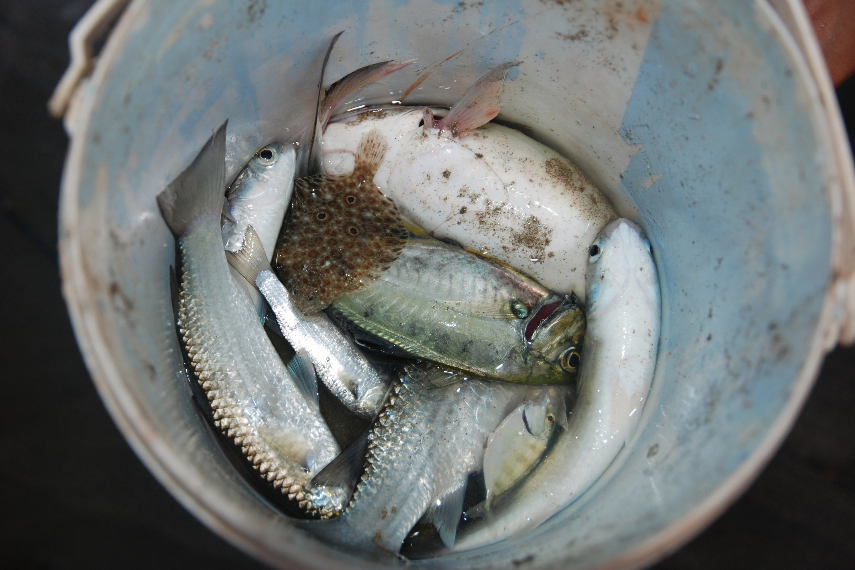 Fresh fish in a bucket