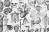 Antique Anatomy Overlays Set 2 (916984) | Illustrations | Design Bundles