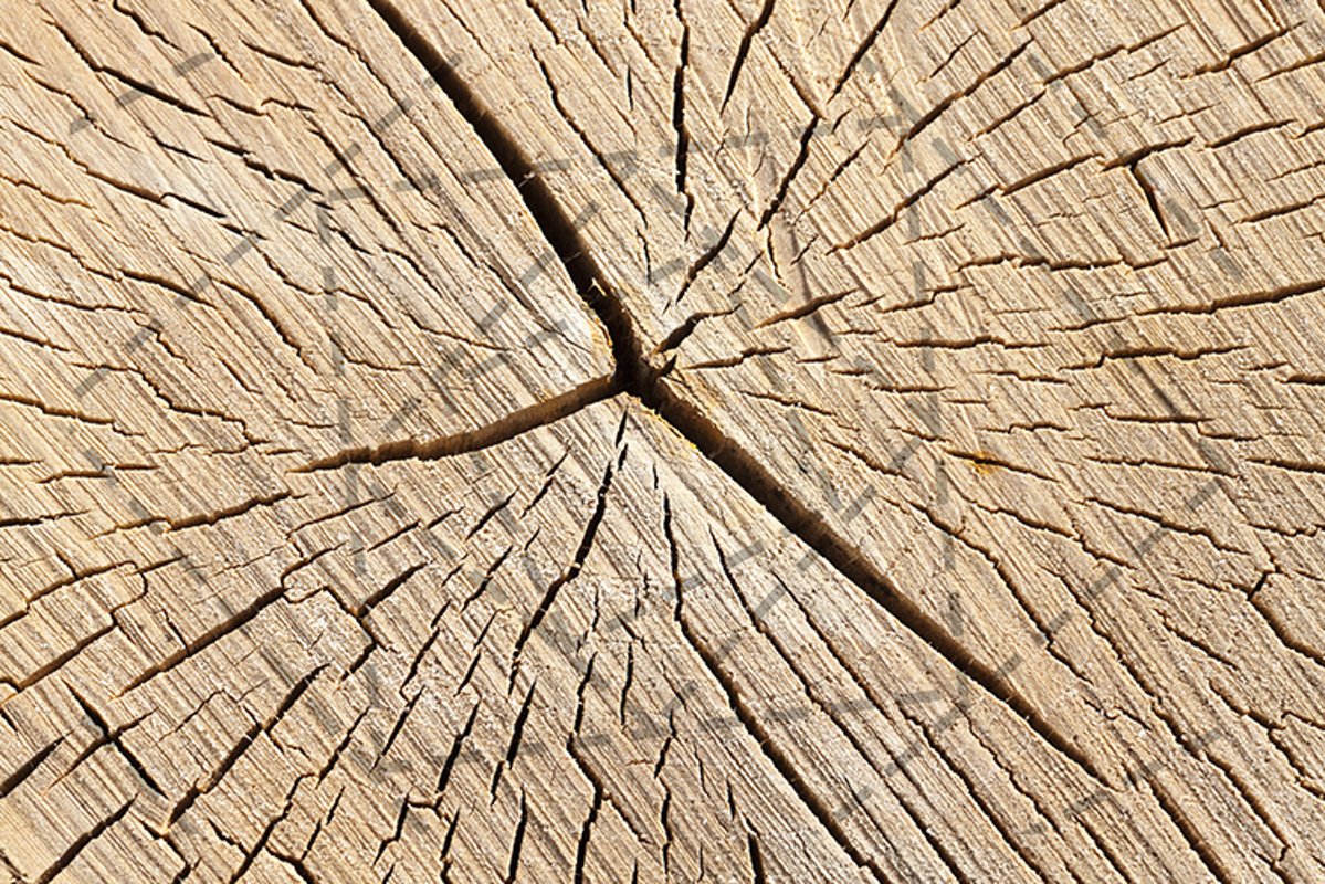old cracked birch example image 1