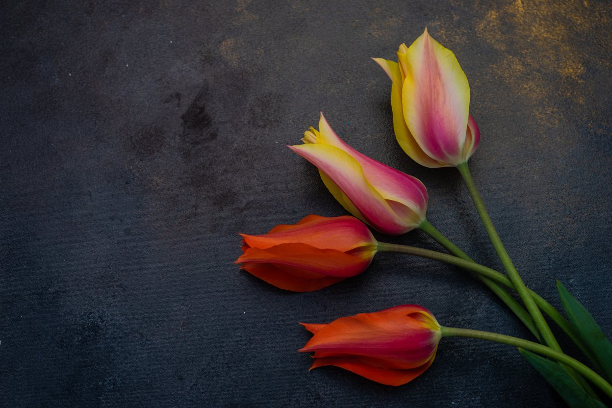 Beautiful tulip flowers example image 1