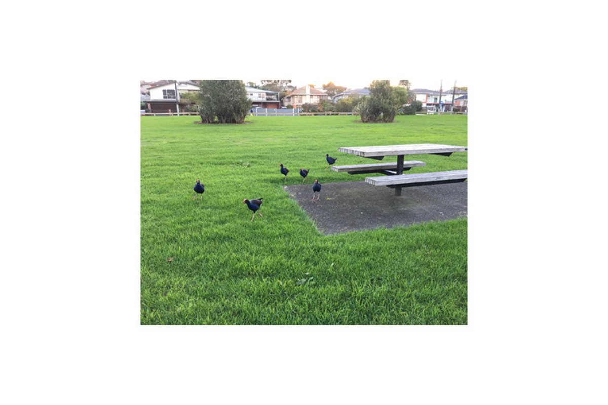 Photo of the Australasian swamphen or pukeko example image 1