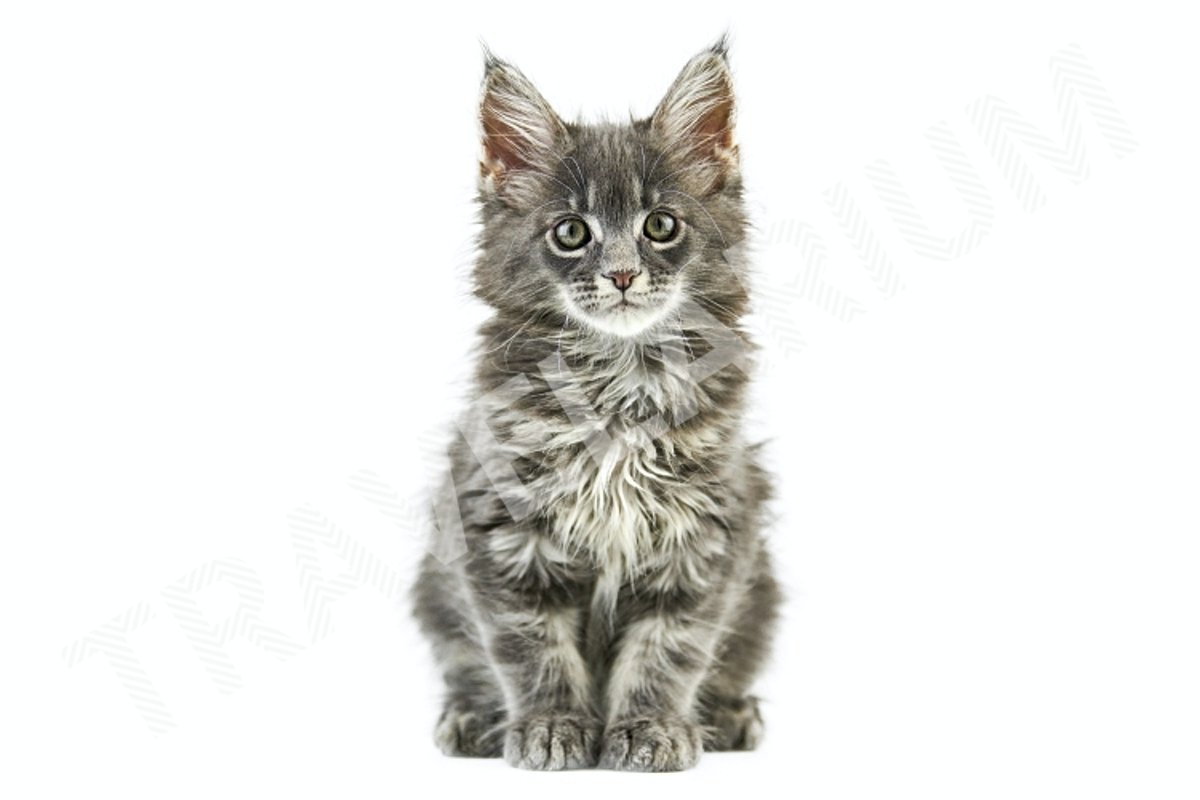 Maine coon kitten, isolated example image 1