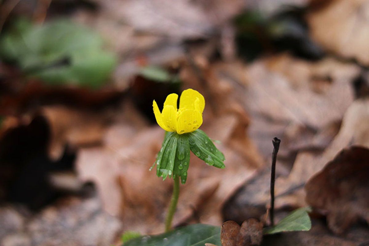 yellow springtime eranthis flowers close up example image 1