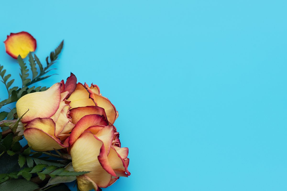 Yellow roses on blue background. example image 1
