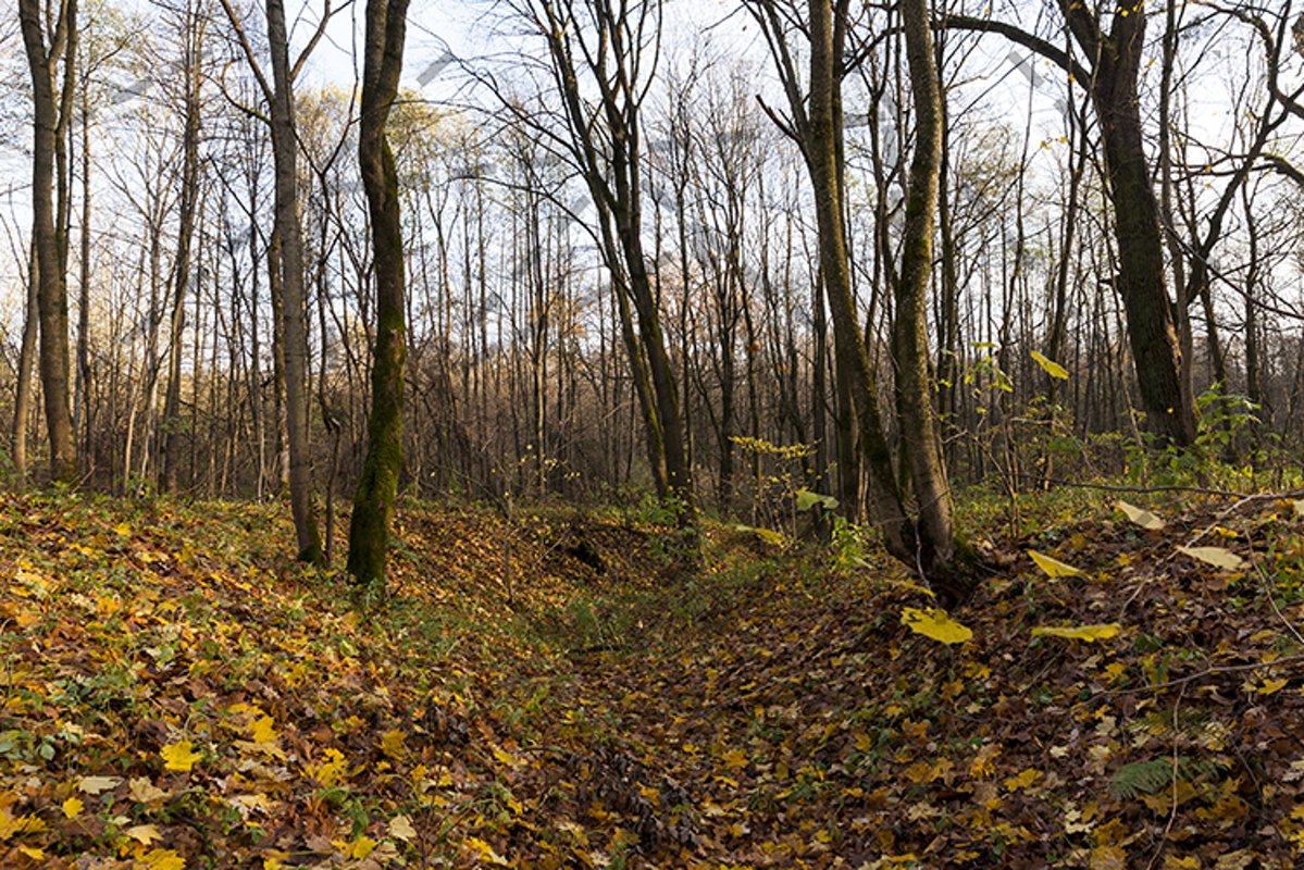autumn forest example image 1