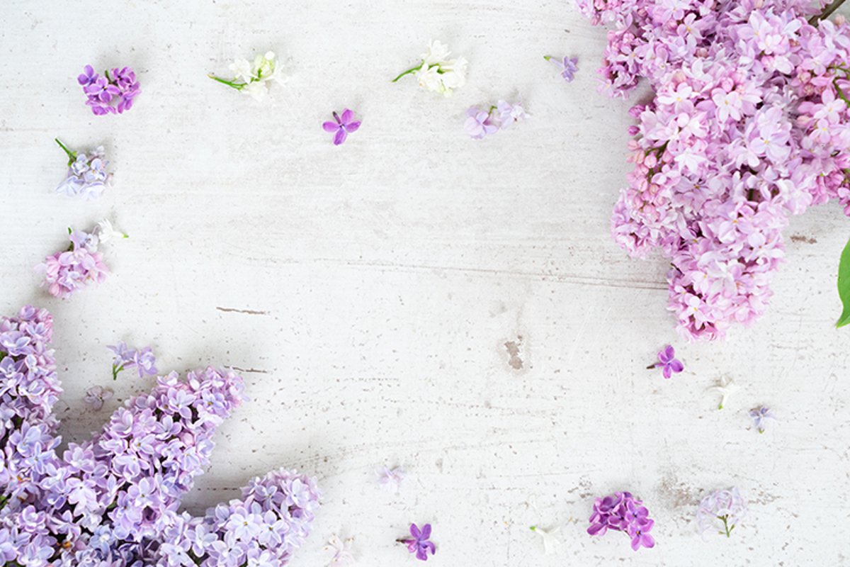 Fresh lilac twigs example image 1