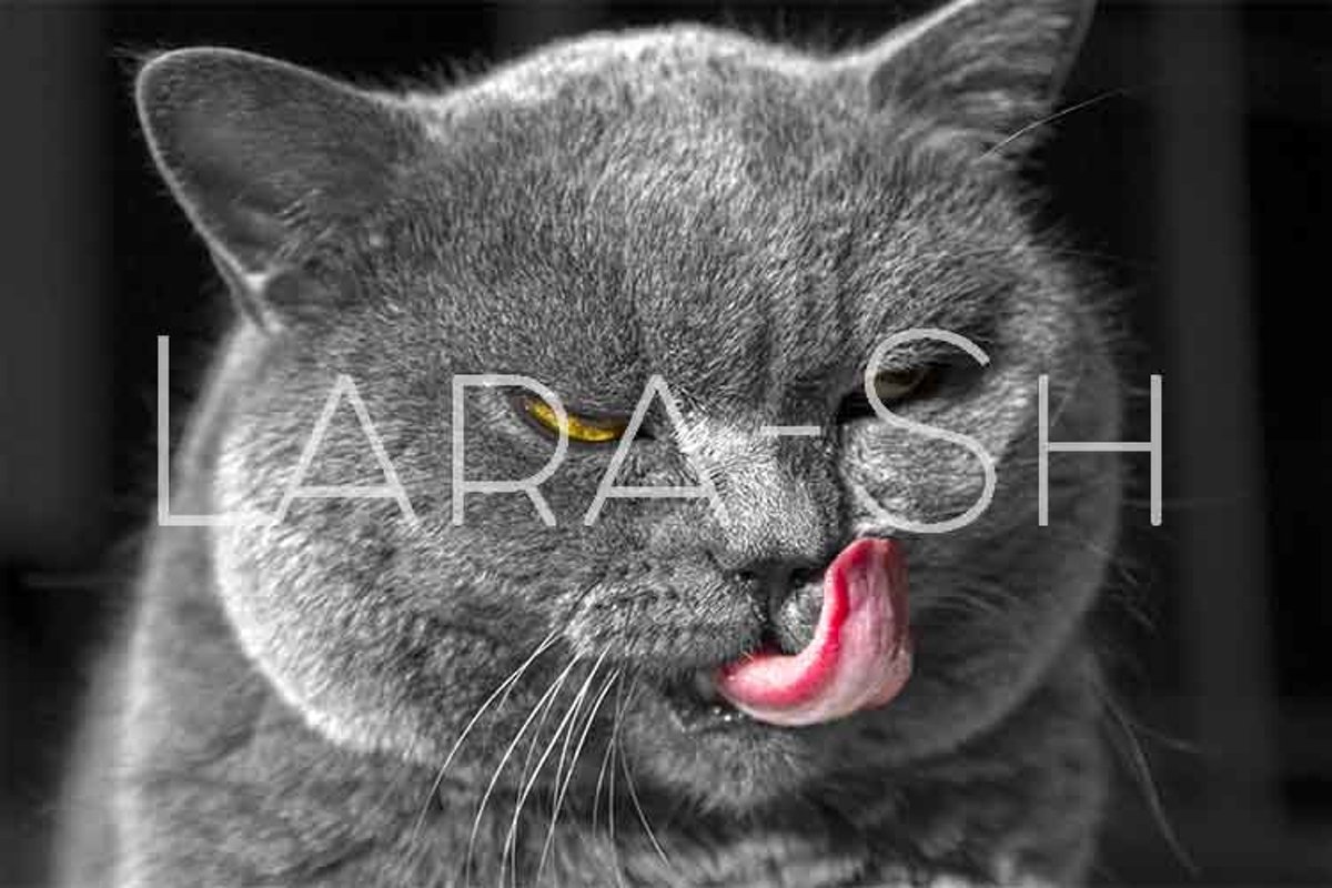 British blue Shorthair cat example image 1