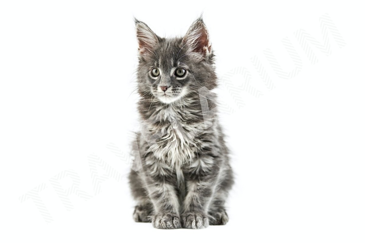 Maine coon kitten, isolated example image 1