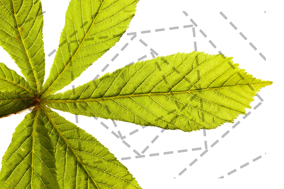 green chestnut leaf example image 1
