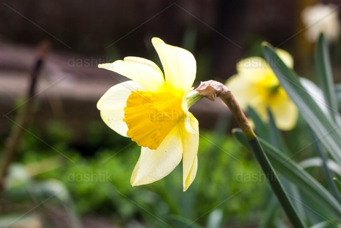 single beautiful yellow daffodil in a field in summer example image 1