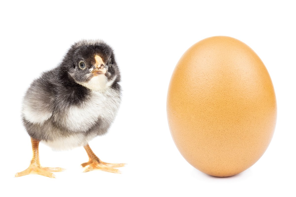 chicken egg on white background example image 1