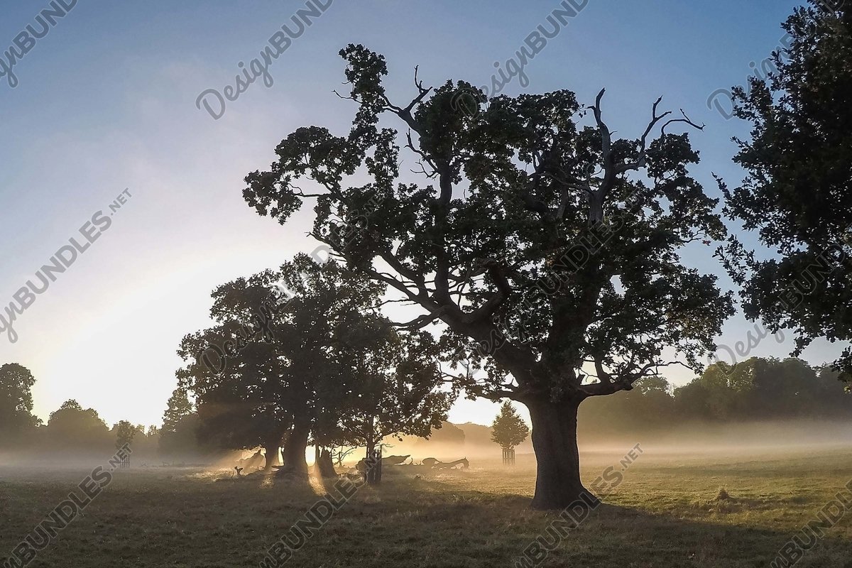 Stock Photo - Trees On Field Against Clear Sky example image 1