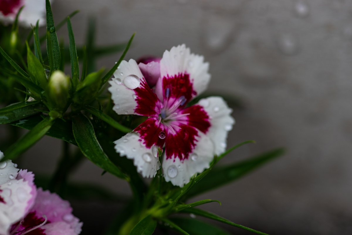 Flower of carnation example image 1