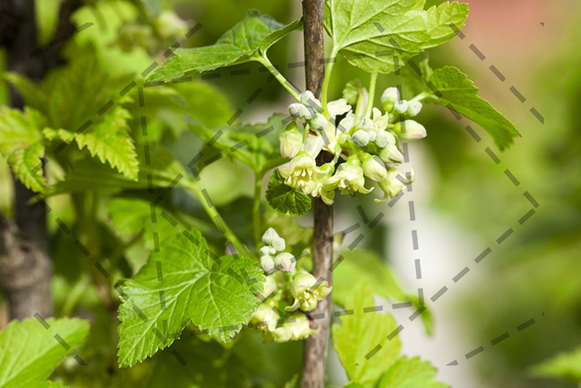 spring flowering currant example image 1