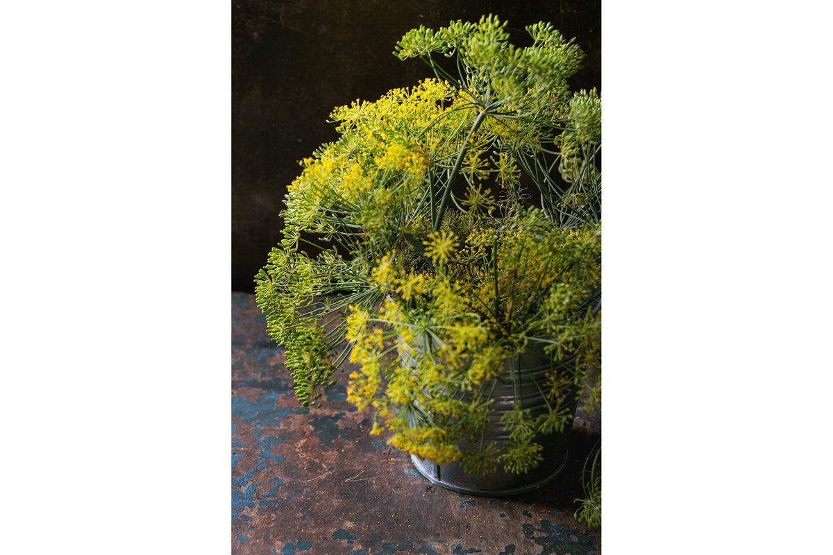 Flowers of green dill example image 1