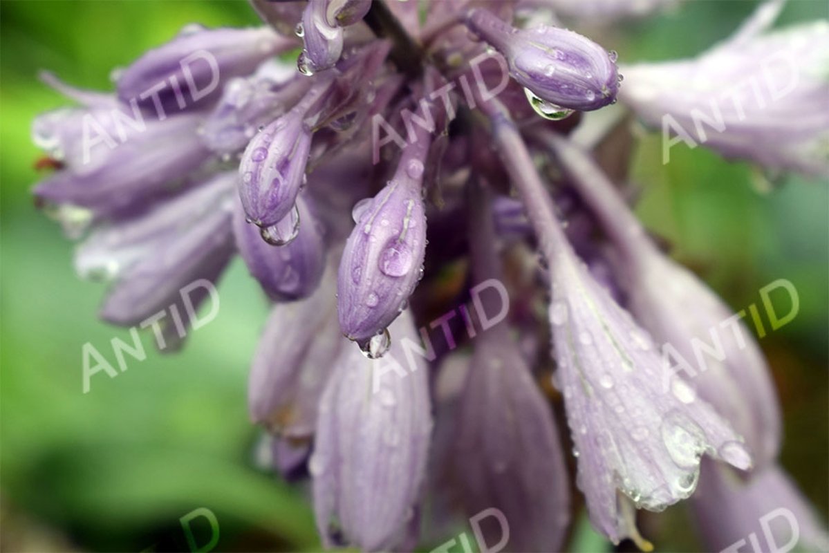 Flowers garden plant hosta after the rain. example image 1