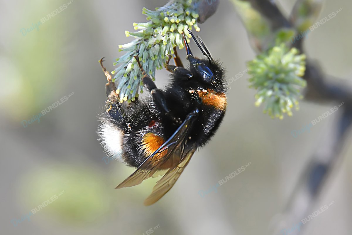 Stock Photo - Close-Up Of Bumblebee On Flower example image 1