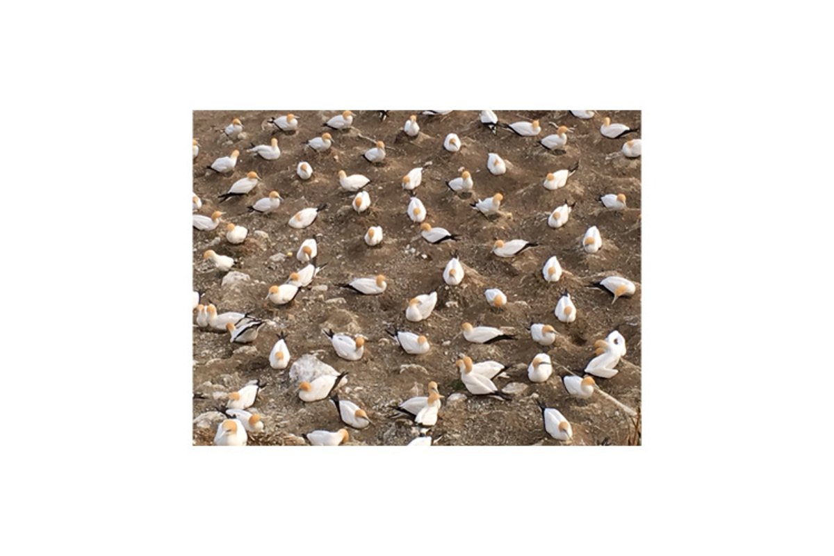 Photo of gannets nesting in Muriwai Gannet Colony example image 1
