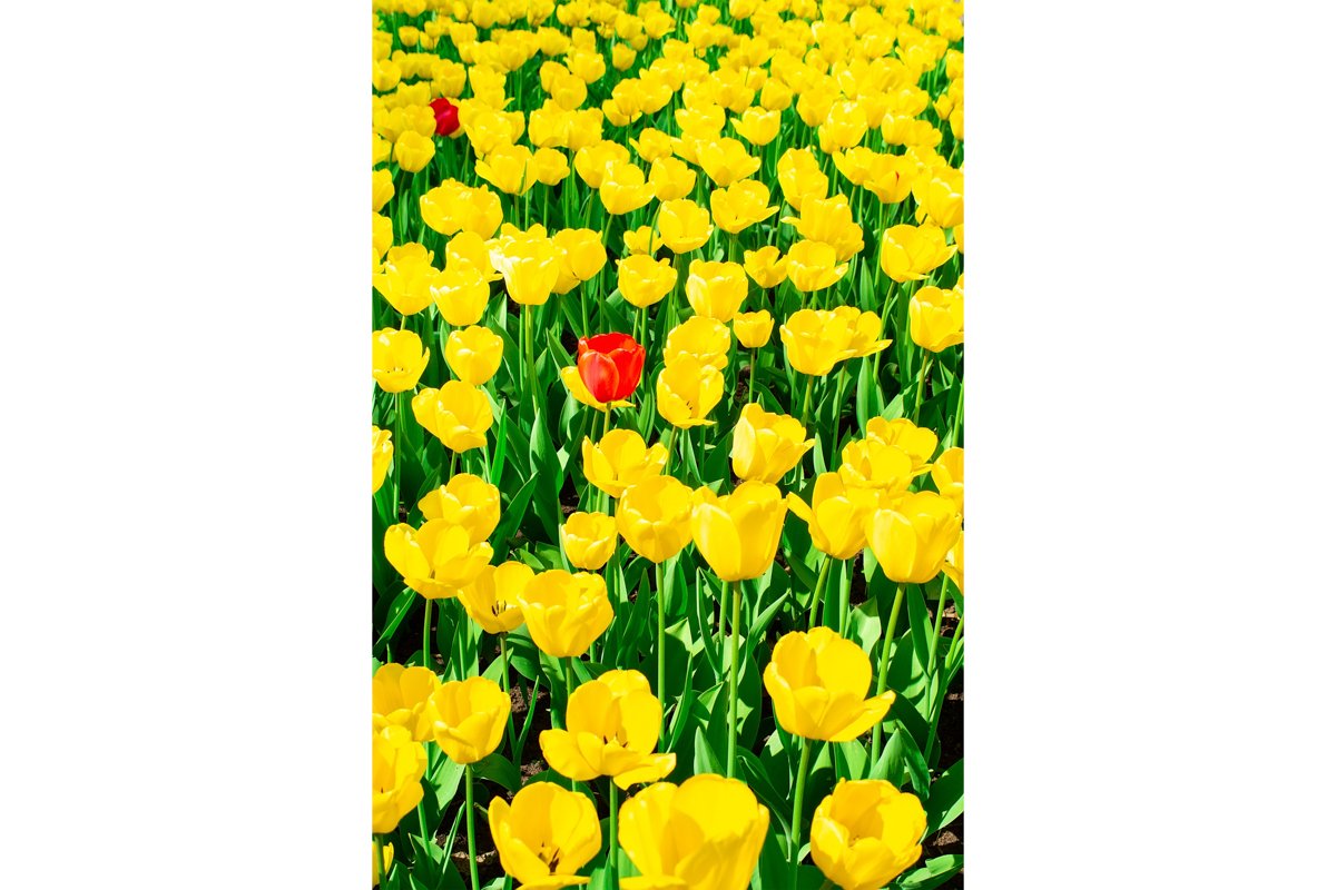 Yellow tulips close up background example image 1