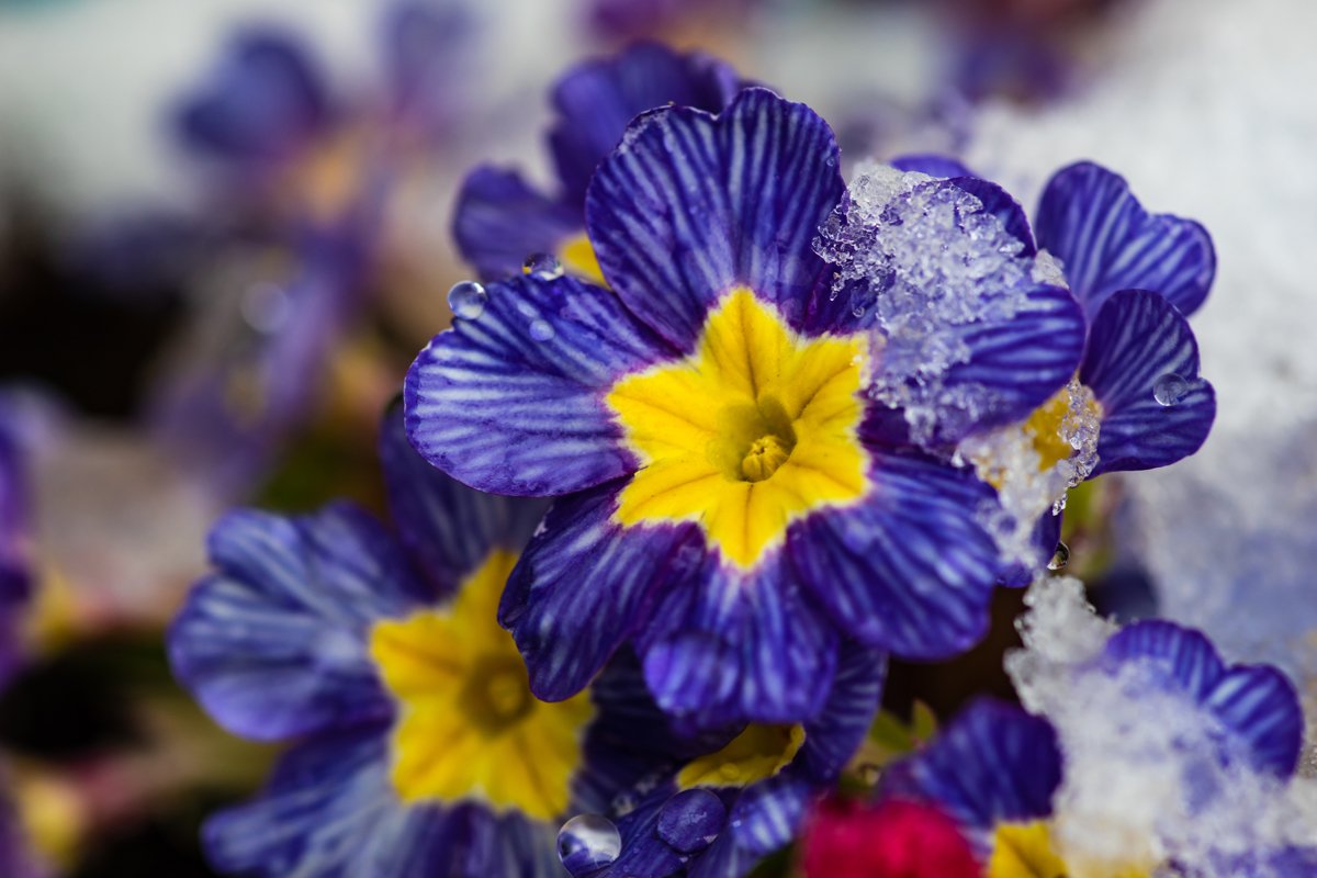 Beautiful primerose flowers example image 1