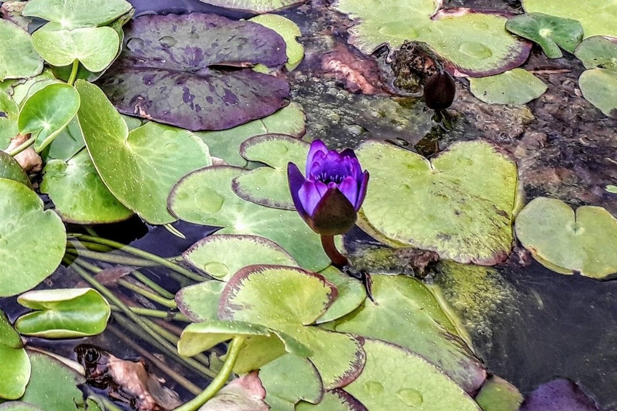 Flowers photos Purple Lotus example image 1