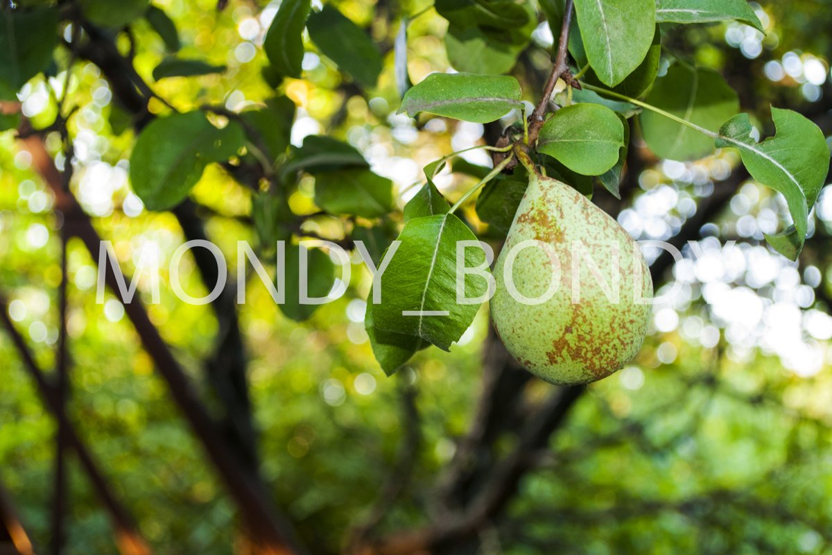 Green pears with leaves. Fruit trees example image 1