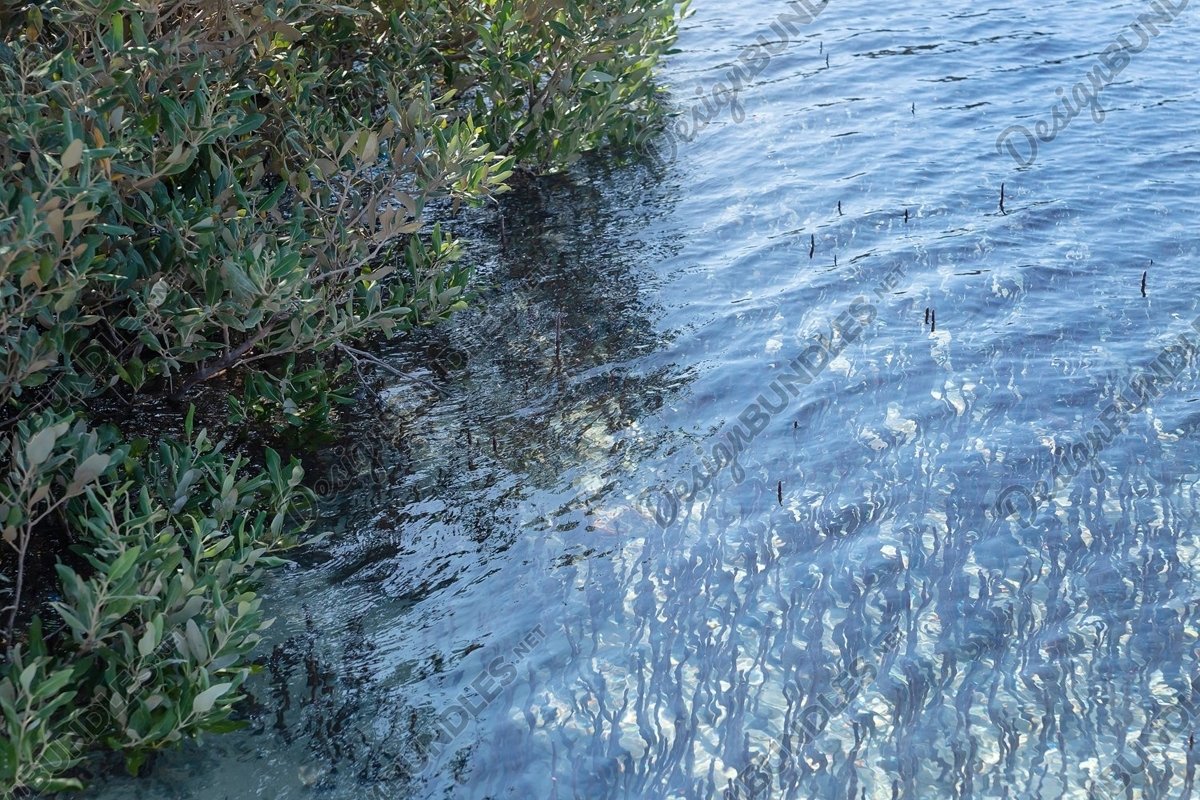 Photo of a mangrove tree growing in salt water example image 1