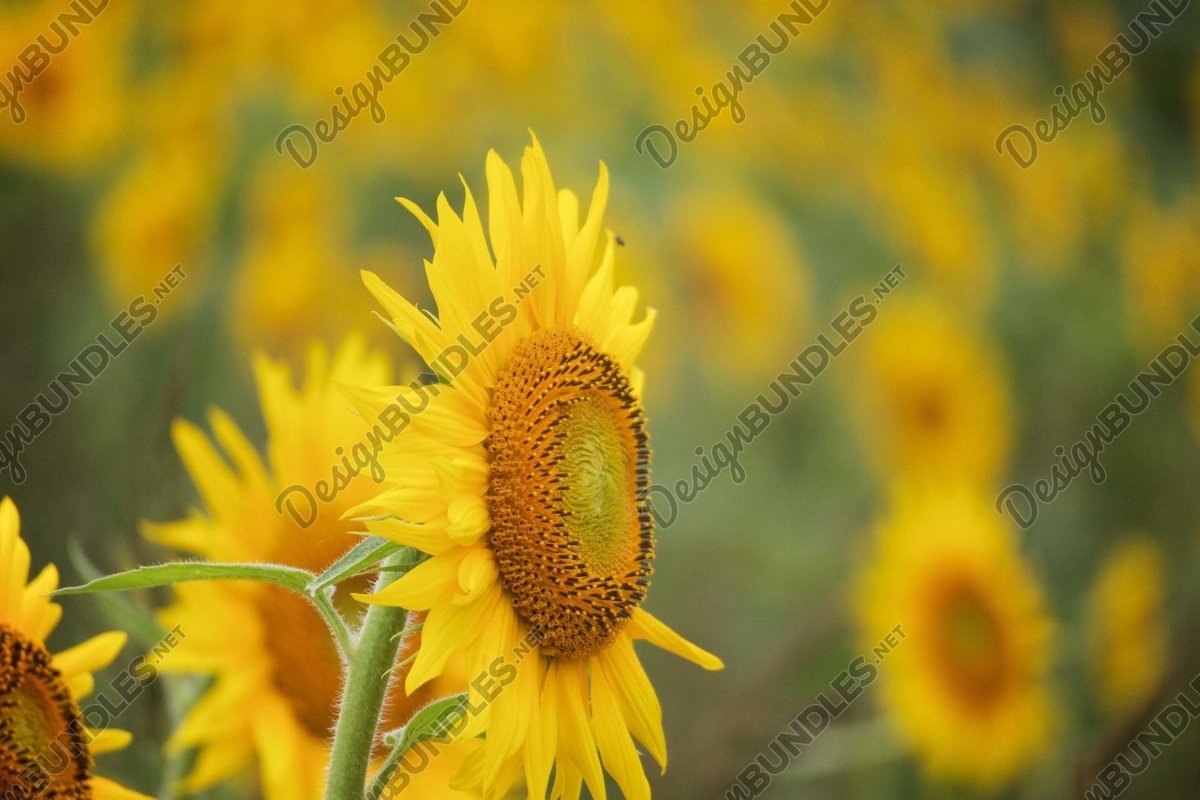 Stock Photo - Selective focus on sunflower in foreground example image 1