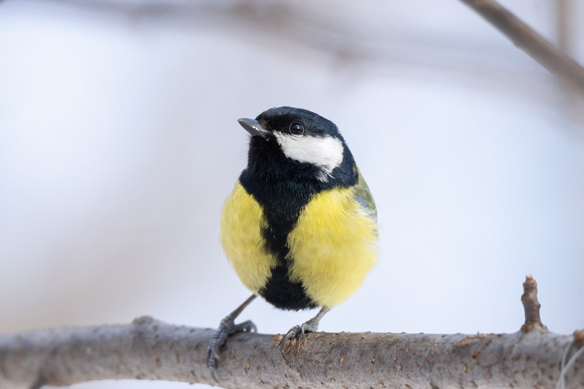 the bird Park in winter Parus major example image 1
