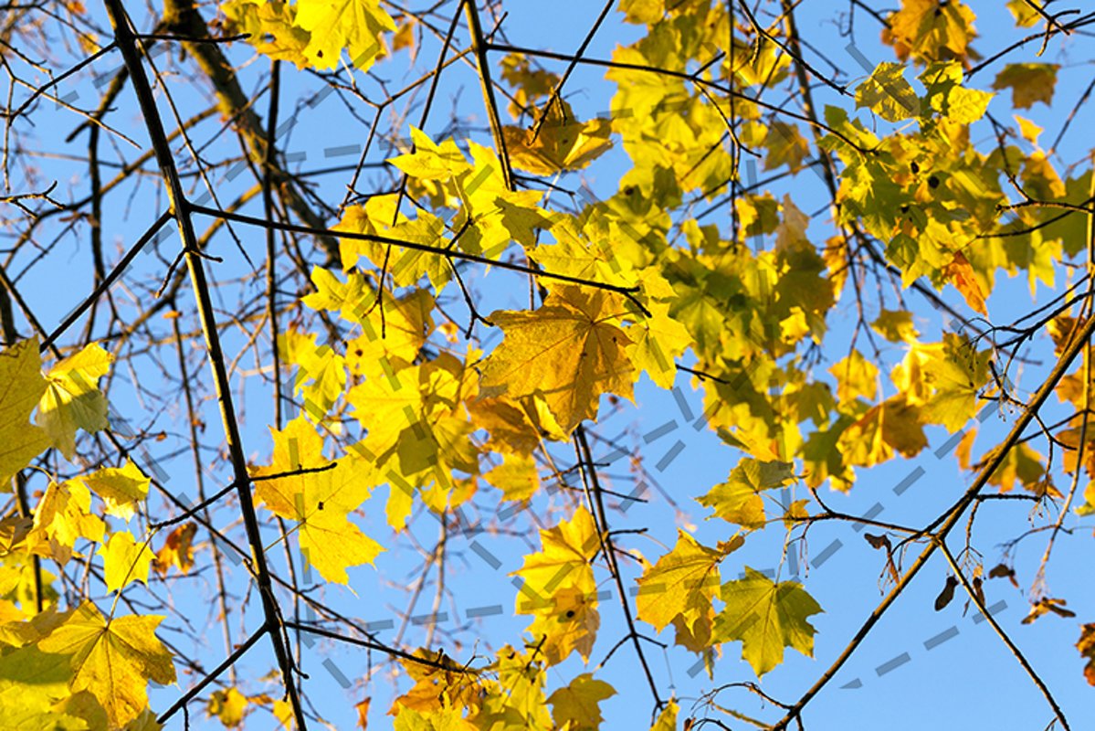 yellowing leaves example image 1