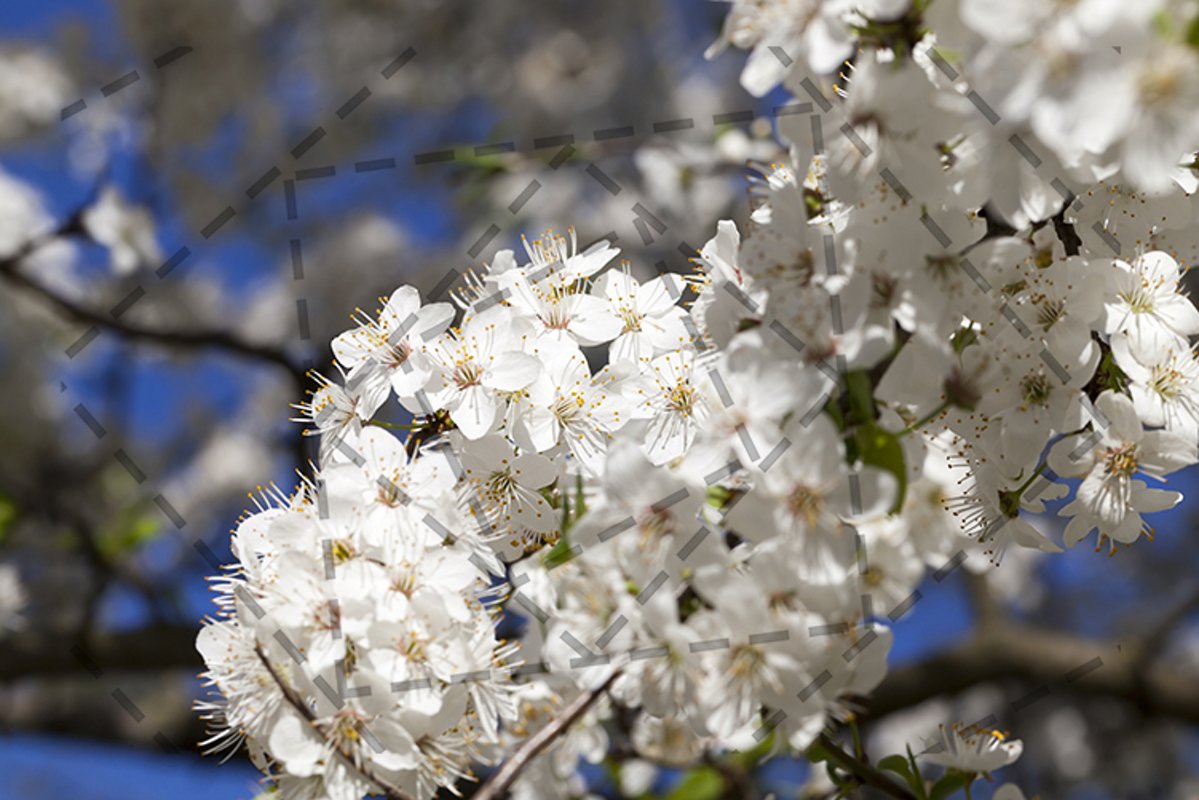 tree inflorescence example image 1