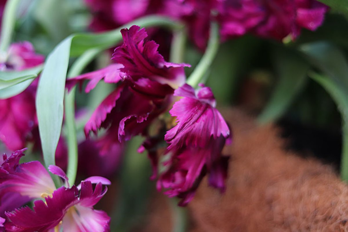 purple flowers tulips close up example image 1