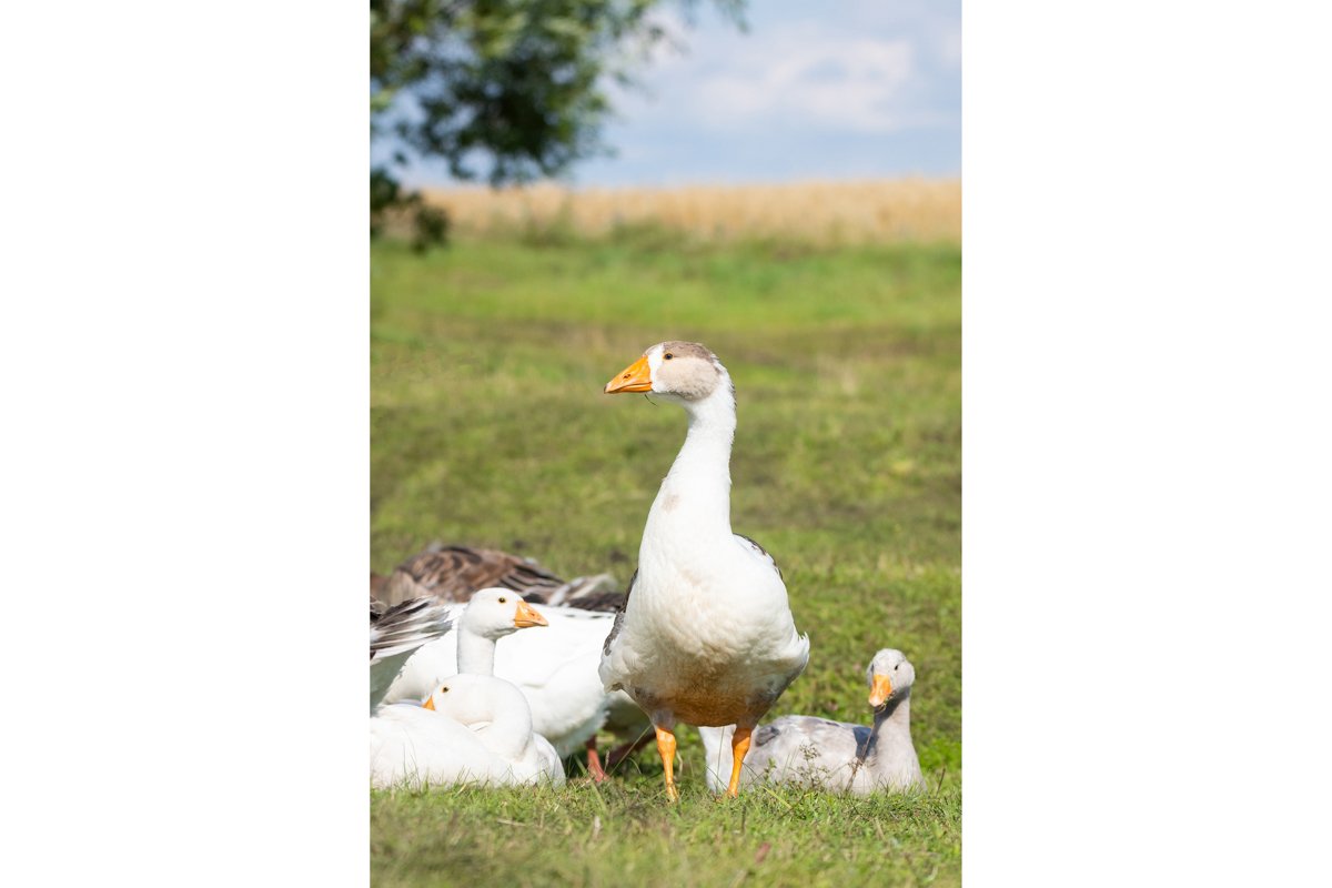 goose on grass example image 1